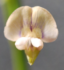 Psoralea glaucina