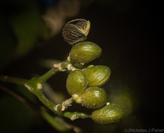 Bouchardatia neurococca