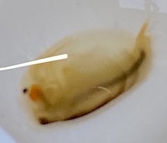 Eulimnadia