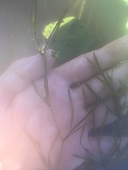 Potamogeton hillii