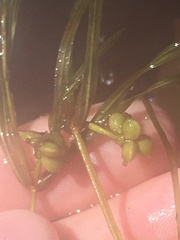 Potamogeton hillii
