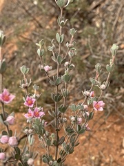 Boronia ternata