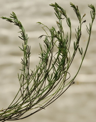 Psoralea glaucina
