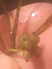 Potamogeton hillii