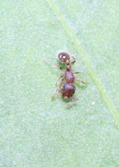 Tetramorium lanuginosum
