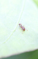 Tetramorium lanuginosum