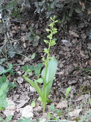 Platanthera holmboei