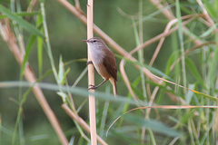 Acrocephalus gracilirostris gracilirostris