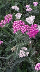 Achillea millefolium borealis