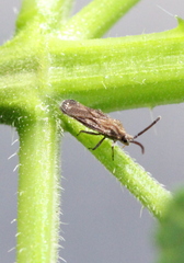 Teleonemia scrupulosa