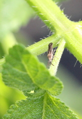 Teleonemia scrupulosa