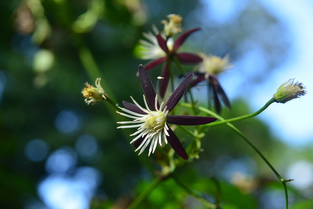 Clematis tashiroi (Clematis tashiroi)
