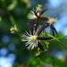 Clematis tashiroi - Photo (c) JODY HSIEH, some rights reserved (CC BY-NC), uploaded by JODY HSIEH