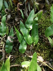 Serpocaulon levigatum