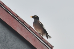 Acridotheres tristis