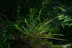 Dendrobium chryseum