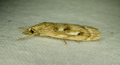 Occidentalia comptulatalis