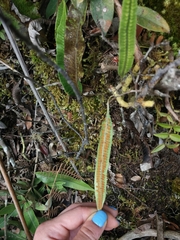Serpocaulon levigatum
