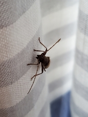 Eburia mutica