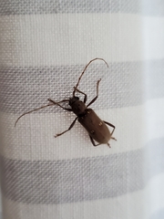 Eburia mutica