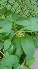 Phytolacca americana
