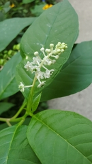 Phytolacca americana