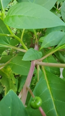 Phytolacca americana