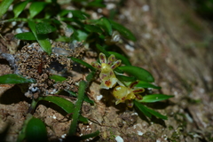 Gastrochilus formosanus