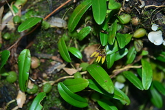 Bulbophyllum retusiusculum