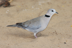 Streptopelia capicola damarensis
