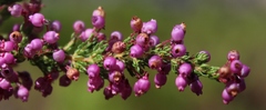 Erica bergiana bergiana