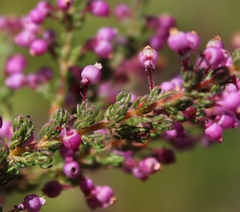 Erica bergiana bergiana