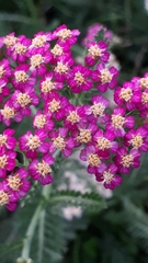 Achillea millefolium borealis