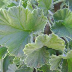 Pelargonium echinatum