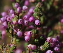 Erica bergiana bergiana