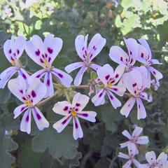 Pelargonium echinatum