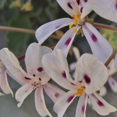 Pelargonium echinatum