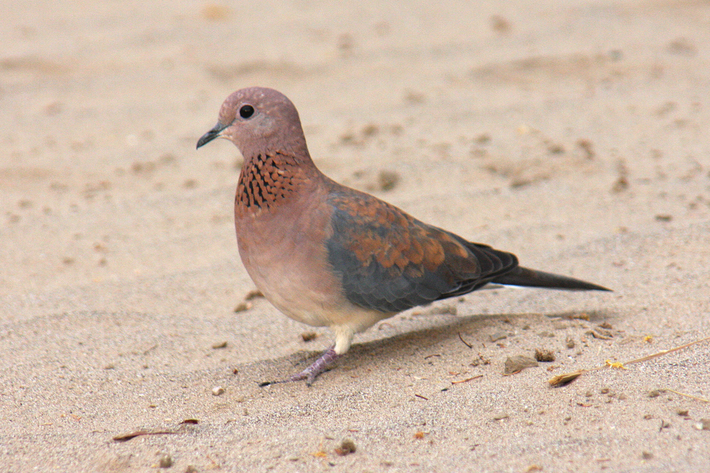 Laughing dove - Wikipedia