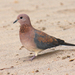 Laughing Dove - Photo (c) Barbara Schneider, some rights reserved (CC BY-NC-ND), uploaded by Barbara Schneider