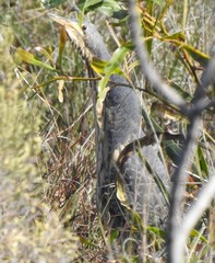 Ixobrychus sturmii