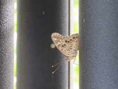 Asterocampa celtis