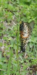 Acraea horta