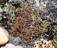 Cladonia subpungens