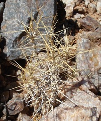 Pelargonium spinosum