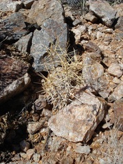 Pelargonium spinosum