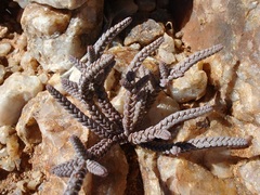 Crassula muscosa muscosa