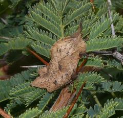 Lobosceliana
