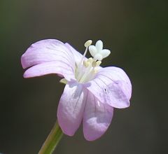 Epilobium alpestre