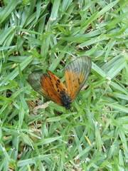 Acraea horta