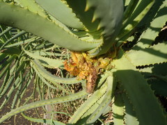 Aceria aloinis